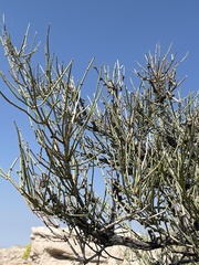 Ephedra torreyana