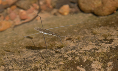 Aquarius ventralis