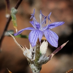 Eriastrum