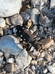 Cicindela ocellata