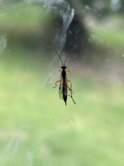 Itoplectis