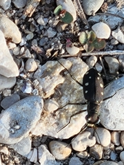Cicindela ocellata