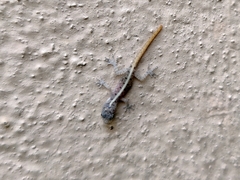 Cnemaspis mysoriensis