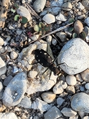 Cicindela ocellata