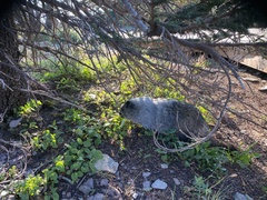 Marmota caligata