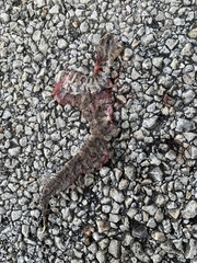 Agkistrodon piscivorus