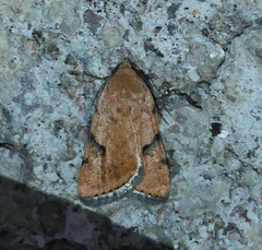 Micrathetis costiplaga