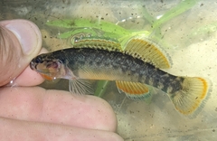 Etheostoma radiosum