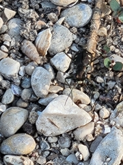Cicindela ocellata