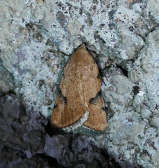 Micrathetis costiplaga