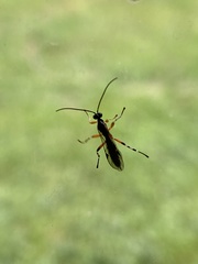 Itoplectis