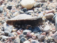 Trimerotropis verruculata