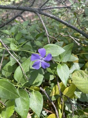 Vinca