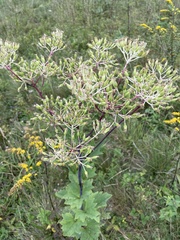 Arnoglossum