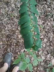 Polygonatum multiflorum