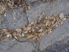 Rattus rattus
