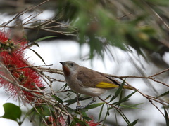 Conopophila rufogularis
