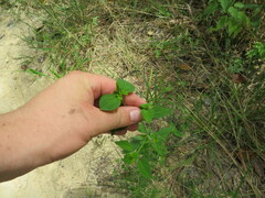 Mosla dianthera