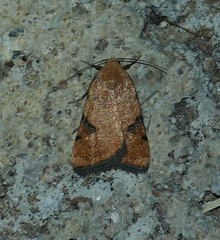 Micrathetis costiplaga