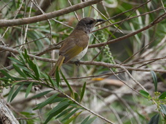 Conopophila rufogularis