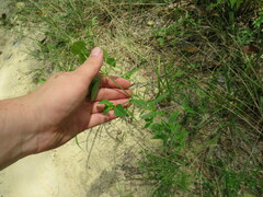 Mosla dianthera