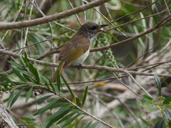 Conopophila rufogularis