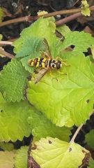 Milesia virginiensis