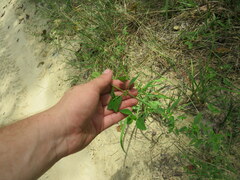 Mosla dianthera