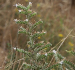 Echium italicum