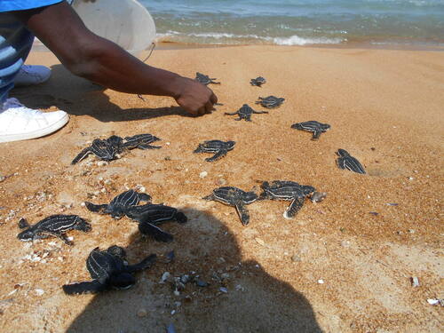 Leatherback Sea Turtle
