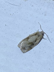 Archips grisea