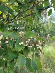 Cornus drummondii