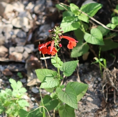 Salvia coccinea