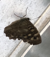 Pararge aegeria