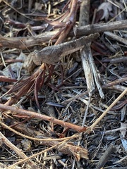Lactista gibbosus