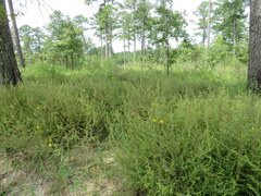 Aureolaria pectinata