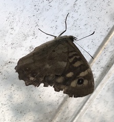 Pararge aegeria