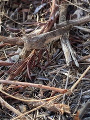 Lactista gibbosus