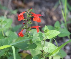 Salvia coccinea