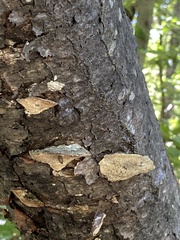 Fuscopostia fragilis