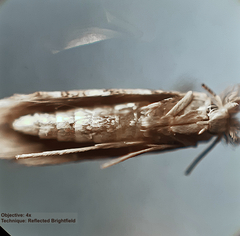 Phyllonorycter populifoliella