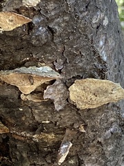 Fuscopostia fragilis