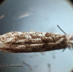 Phyllonorycter populifoliella