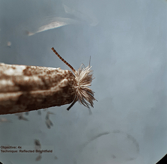 Phyllonorycter populifoliella