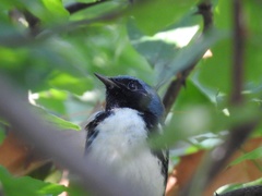 Setophaga caerulescens