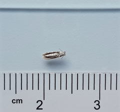 Phyllonorycter populifoliella