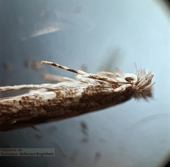 Phyllonorycter populifoliella