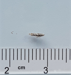Phyllonorycter populifoliella