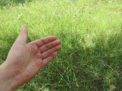 Panicum virgatum cubense