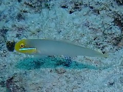 Valenciennea strigata